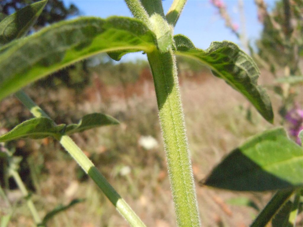 Lythrum salicaria / Salcerella comune